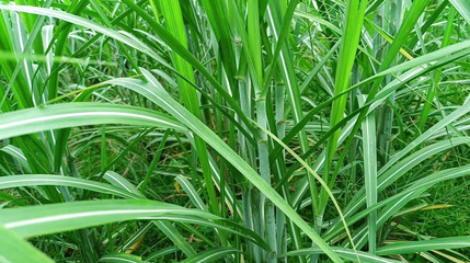 हॉट सौतेली बहन को अपने प्रेमी को अपनी सौतेली बहन के साथ साझा करने में कोई आपत्ति नहीं है