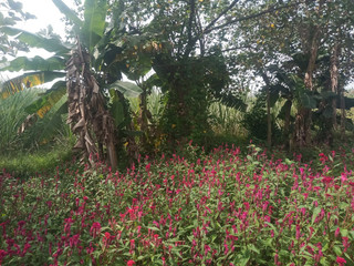 स्टेपाउंटी यंग मैन में बड़े स्तन ऑडियो दिखा रही है