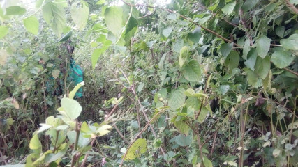 भारतीय देसी भाभी और जवान लड़के का जंगल जंगल सेक्स वीडियो हिंदी में - कोलाज गर्ल सेक्स