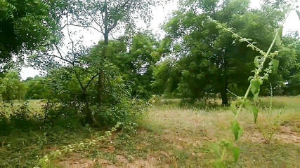 भारतीय गाँव में खेती करने वाला जोड़ा सेक्स कर रहा है