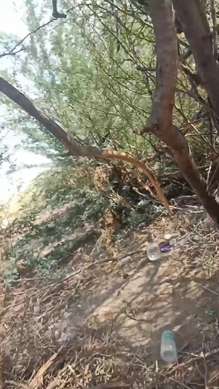 देसी स्टेपाउंटी डॉगी सेक्स