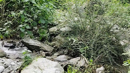 जंगल में घूमते हुए भारतीय भाभी अपने बॉयफ्रेंड के साथ सेक्स करती हुई।