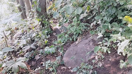 एक लड़की जंगल में अपने अजनबी के साथ चुदाई के लिए गंदी बातें कर रही थी, एक देसी सौतेली लड़की अपने प्यार के साथ जंगल में सेक्स के बारे में गंदी बातें कर रही थी