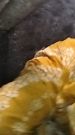 देसी बौडी